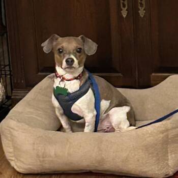 Jack Russell Terrier and Chihuahua Dogs Available for Adoption - Patriot | PetCurious