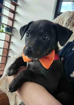 Rescue Pit Bull Terrier and Labrador Retriever Dogs for Adoption in Jefferson City, Missouri - Ryder | PetCurious