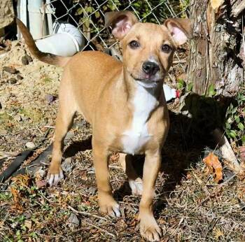 Rescue Terrier and Shepherd Dogs for Adoption in Minneapolis, Minnesota - Shandy | PetCurious