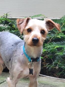 Wookie Wampi -  Yorkshire Terrier Dog for Adoption in Milton, Georgia - Wookie Wampi | PetCurious