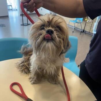Daisy Locks -  Maltese Dog for Adoption in Brentwood, Missouri - Daisy Locks | PetCurious