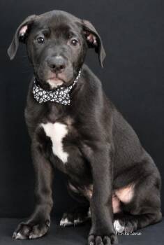 Richard -  Black Labrador Retriever Dog for Adoption in Newland, North Carolina - Richard | PetCurious
