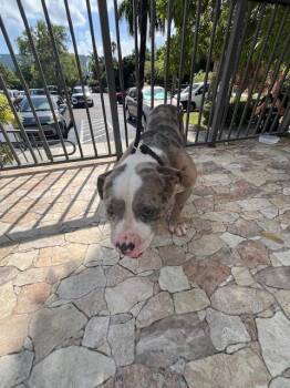 CHURCH -  American Bulldog Dog for Adoption in Doral, Florida - CHURCH | PetCurious