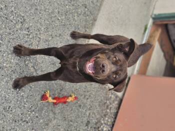 Rescue Labrador Retriever Dogs for Adoption in Bridgeport, California - Negan | PetCurious