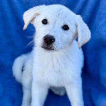 Amber -  Labrador Retriever Dog for Adoption in Red Bluff, California - Amber | PetCurious