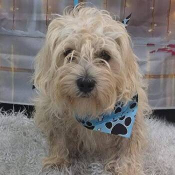 Elvis -  Maltese and Poodle Dog for Adoption in Vaughan, Ontario - Elvis | PetCurious