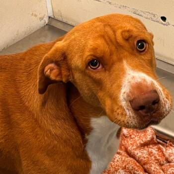 Floral -  Shepherd and Pit Bull Terrier Dog Available for Adoption in Edinburg, Texas - Floral | PetCurious
