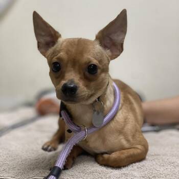 Rice -  Chihuahua and Mixed Breed Dog for Adoption in Riverside, California - Rice | PetCurious
