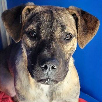 Rescue Mixed Breed Dogs for Adoption in Las Cruces, New Mexico - Babygirl | PetCurious