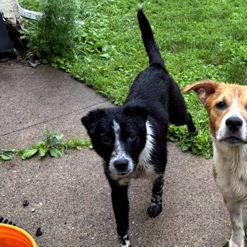 Diva D11851 -  Cattle Dog and Shepherd Dog for Adoption - Diva D11851 | PetCurious