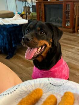 Greta -  Rottweiler Dog for Adoption in Silver Spring, Maryland - Greta | PetCurious