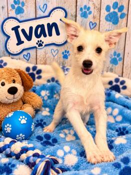 Ivan -  Terrier Dog for Adoption in Union Beach, New Jersey - Ivan | PetCurious