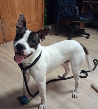 Rescue Pit Bull Terrier and Mixed Breed Dogs for Adoption in Effingham, Illinois - Gatsby | PetCurious