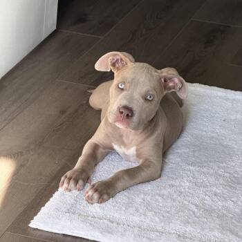 Leah -  Staffordshire Bull Terrier Dog Available for Adoption in Fort Collins, Colorado - Leah | PetCurious