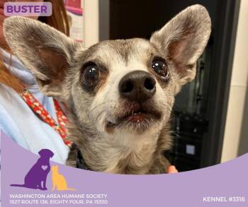 Rescue Chihuahua Dogs for Adoption in Eighty Four, Pennsylvania - Buster | PetCurious