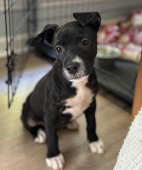 Labrador Retriever Dogs Available for Adoption in Calera, Alabama - Smudge | PetCurious