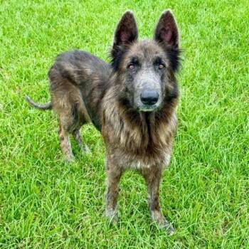 German Shepherd Dog and Mixed Breed Dogs Available for Adoption in Conroe, Texas - GYPSY | PetCurious