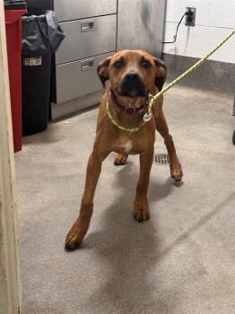 PEARL -  Pit Bull Terrier and Mixed Breed Dog for Adoption - PEARL | PetCurious
