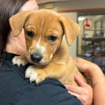 Biscotti -  Mixed Breed Dog for Adoption in Mason City, Iowa - Biscotti | PetCurious