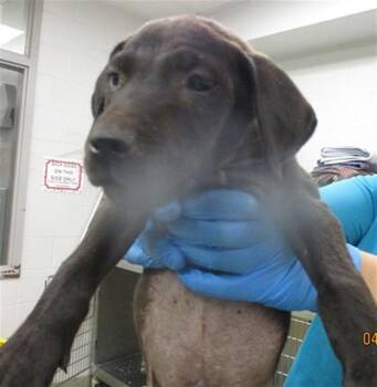 Pit Bull Terrier Dogs Available for Adoption in Oklahoma City, Oklahoma - A472729 | PetCurious