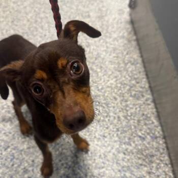 Doberman Pinscher and Mixed Breed Dogs Available for Adoption in Greenville, South Carolina - Tarik | PetCurious