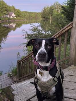 Rosie -  Mixed Breed Dog for Adoption in Hockessin, Delaware - Rosie | PetCurious