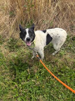 Sayla -  Mixed Breed Dog for Adoption in Marion, Ohio - Sayla | PetCurious