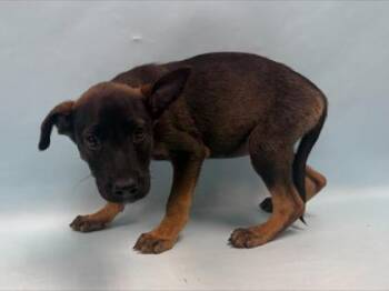 Jamie -  German Shepherd Dog and Mixed Breed Dog for Adoption in Minneapolis, Minnesota - Jamie | PetCurious