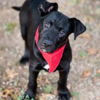 James -  Black Labrador Retriever and Mixed Breed Dog for Adoption in Springboro, Ohio - James | PetCurious