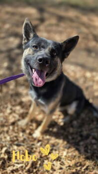 Rescue German Shepherd Dog and Pit Bull Terrier Dogs for Adoption in Monte Vista, Colorado - Hobo | PetCurious