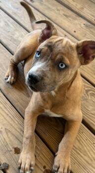 Terrier and Labrador Retriever Dogs Available for Adoption in Hot Springs, Arkansas - Handsome Harry | PetCurious