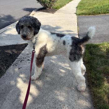 Fawkes -  Standard Poodle Dog for Adoption in Sinking Spring, Pennsylvania - Fawkes | PetCurious