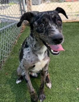JOSS -  Mixed Breed Dog for Adoption in Columbia, South Carolina - JOSS | PetCurious