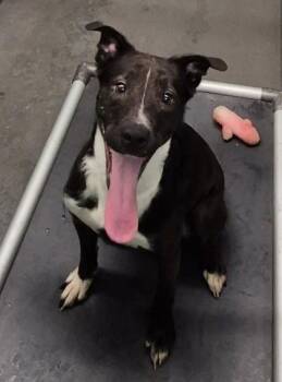 Willow -  Pit Bull Terrier Dog for Adoption in Butte, Montana - Willow | PetCurious