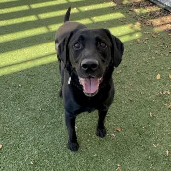 Mylo - Coming Soon! -  Black Labrador Retriever Dog for Adoption in Naperville, Illinois - Mylo - Coming Soon! | PetCurious