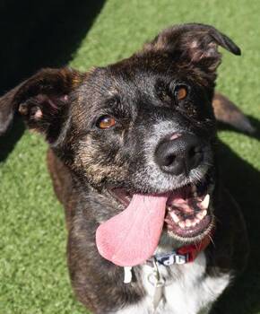 Gearma -  Basset Hound and Terrier Dog for Adoption in Encinitas, California - Gearma | PetCurious