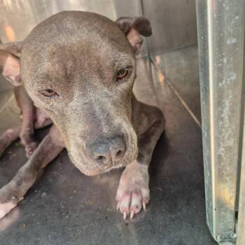 7/16/2026-Stray-ChattsworthRoad -  Mixed Breed Dog for Adoption in Columbus, Georgia - 7/16/2026-Stray-ChattsworthRoad | PetCurious