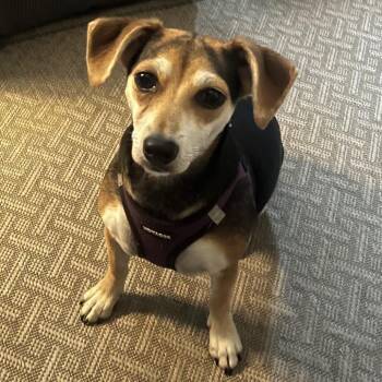 Snickers (Now Lucy) -  Terrier and Mixed Breed Dog for Adoption in Richmond, Virginia - Snickers (Now Lucy) | PetCurious