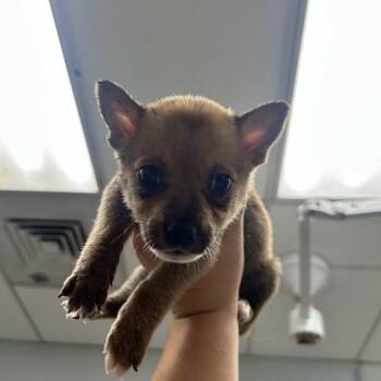 Ostrich -  Chihuahua and Mixed Breed Dog for Adoption in Durango, Colorado - Ostrich | PetCurious