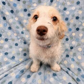 June -  Terrier Dog for Adoption in Hawthorne, California - June | PetCurious