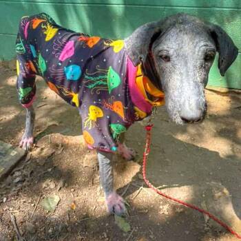 Lilibet -  Labrador Retriever Dog for Adoption in Austin, Texas - Lilibet | PetCurious