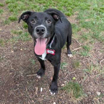 Kora -  Labrador Retriever Dog for Adoption in Wake Forest, North Carolina - Kora | PetCurious