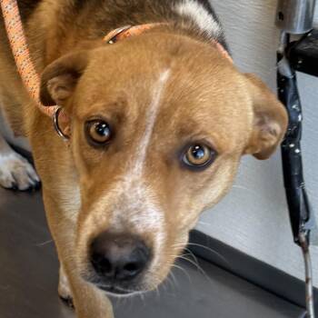 Mixed Breed Dogs Available for Adoption - 301 (2026) Mama Selina | PetCurious