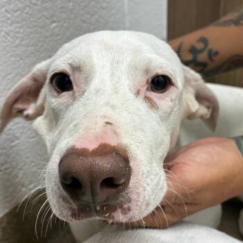 Rescue Terrier and Mixed Breed Dogs for Adoption in Corpus Christi, Texas - Argo | PetCurious