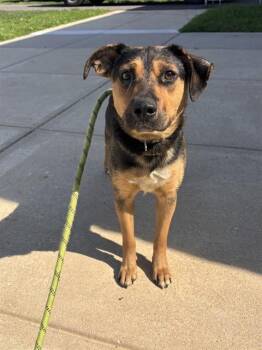 CHIQUITA -  German Shepherd Dog and Mixed Breed Dog for Adoption - CHIQUITA | PetCurious