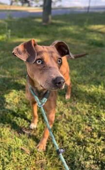 Terrier Dogs Available for Adoption in Little Rock, Arkansas - Levi | PetCurious