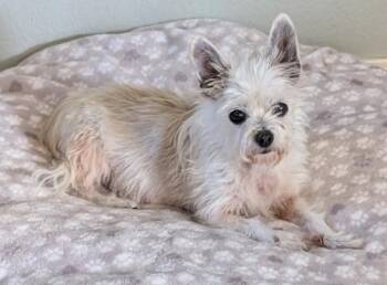 Lulu -  Jack Russell Terrier and Chihuahua Dog for Adoption in Creston, California - Lulu | PetCurious