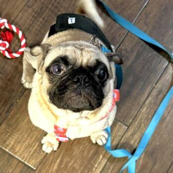Rescue Pug Dogs for Adoption in Alvin, Texas - Linus | PetCurious