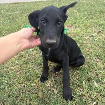 Orion -  Australian Cattle Dog Blue Heeler and Labrador Retriever Dog for Adoption in Aledo, Texas - Orion | PetCurious