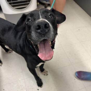 Mixed Breed Dogs Available for Adoption - P-Paw | PetCurious